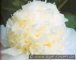 Charlie`s White kaufen, click for more details Charlie`s White